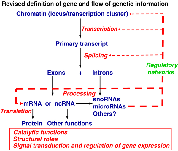 File:Revised definition of gene and flow of genetic information.jpg