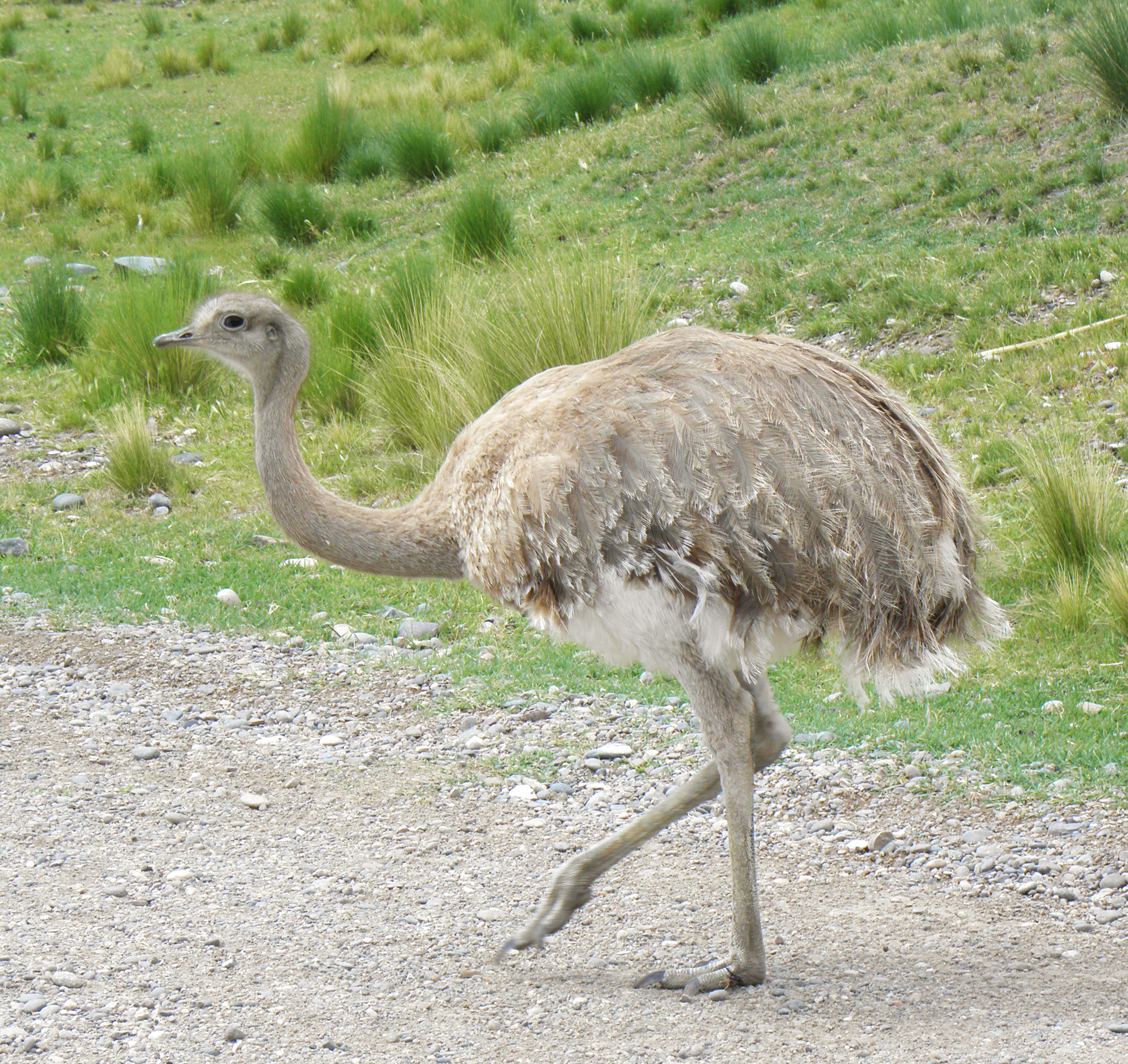 Rhea Pennata Wikipedia La Enciclopedia Libre