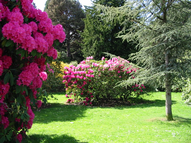 Rhododendrons Callendar Park Falkirk - geograph.org.uk - 248325