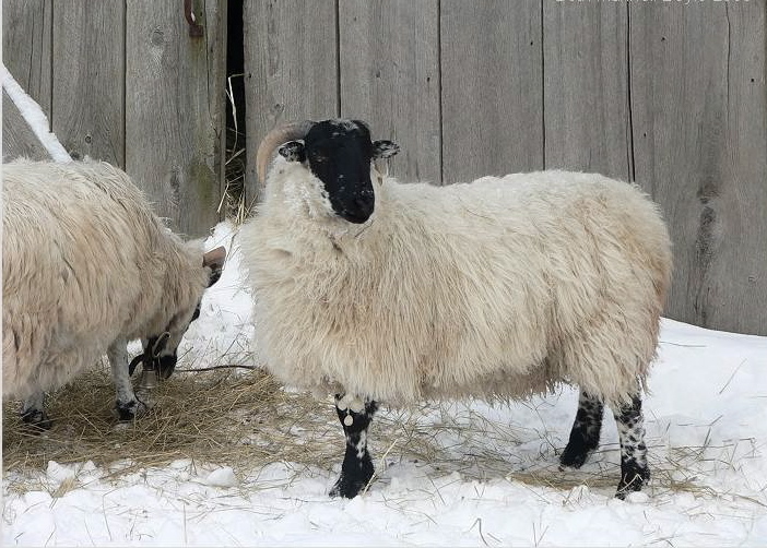 File:Sangamon Farms Blackie Ewe.jpg