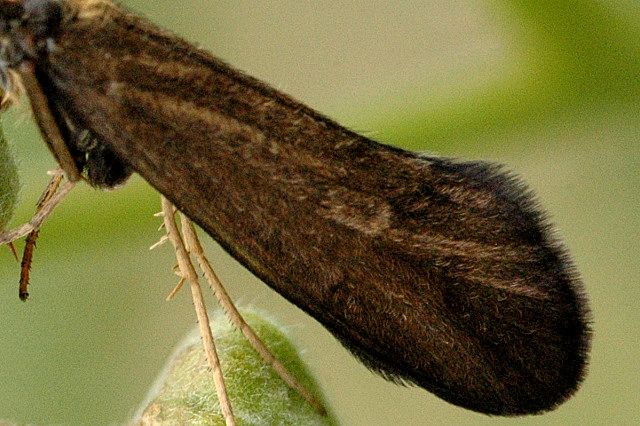 File:Sericostoma.personatum.wing.detail.jpg