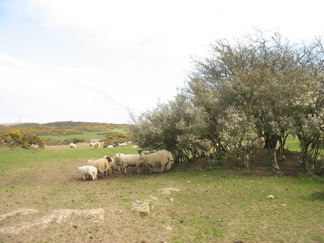 File:Sheep, whins and white thorn blossom - geograph.org.uk - 389258.jpg