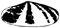 File:Shell logo 1900.png