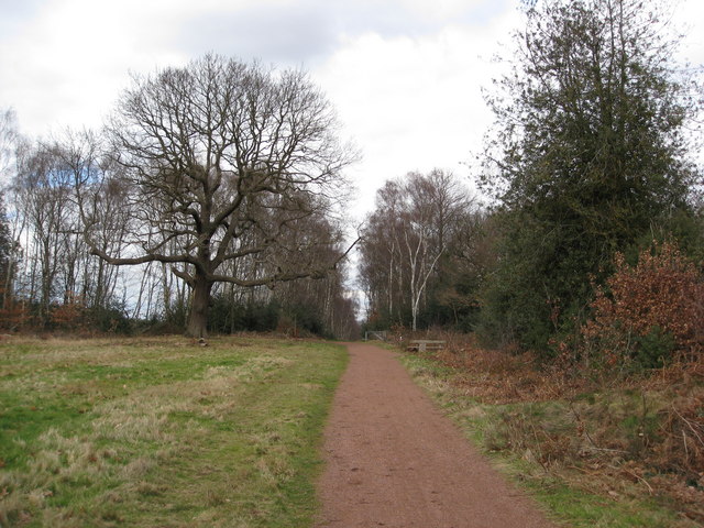 File:Sherwood Forest - View of The Centre Tree - geograph.org.uk - 729501.jpg