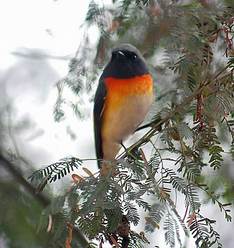 File:Small Minivet (Male) I3 IMG 8062.jpg