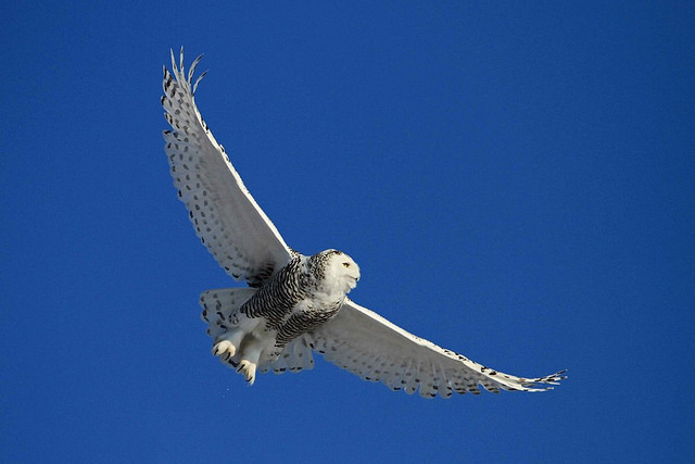 File:Snowy owl (12343687085).jpg