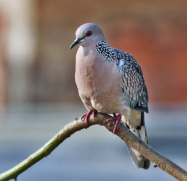 File:Spotted Dove (Streptopelia chinensis) in Kolkata W IMG 3515.jpg