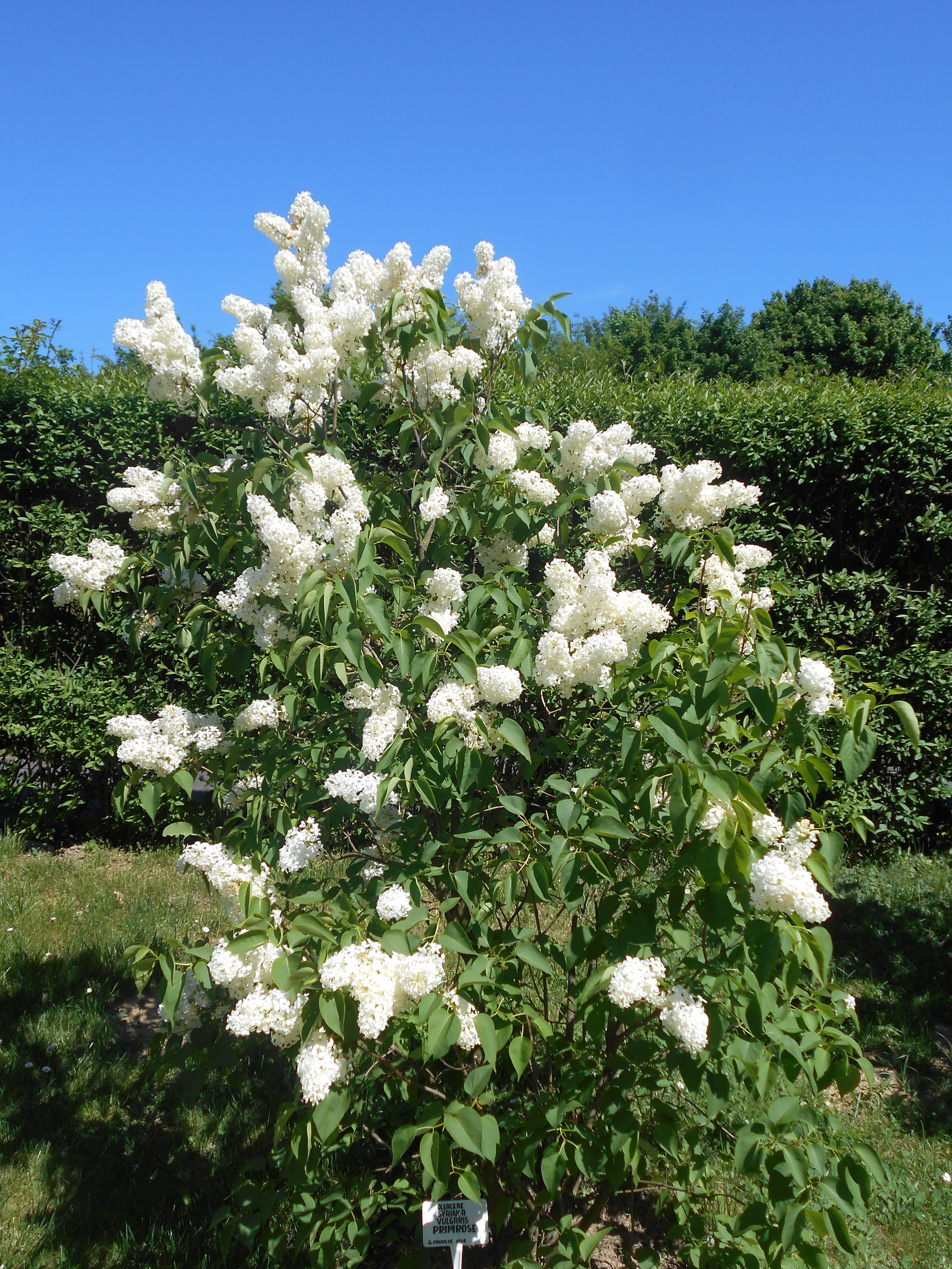 Syringa vulgaris - Wikipedia