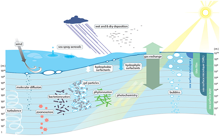 Transport processes across the sea surface microlayer [4]