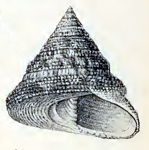 Trochus subincarnatus