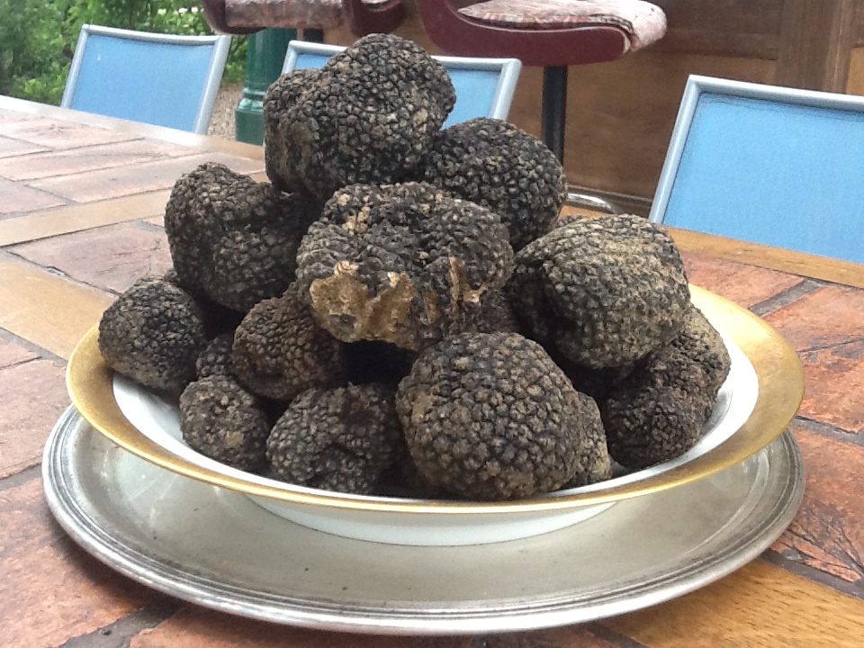 Tuber uncinatum ou truffes de Bourgogne