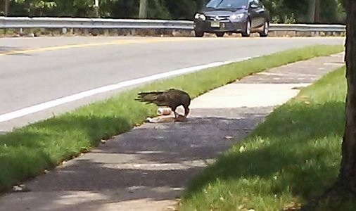 File:Turkey Vulture on suburban sidewalk, Elmwood Park, NJ 2017-08-10 132509.jpg