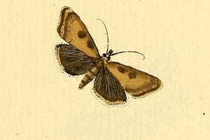<i>Udea nebulalis</i> Species of moth