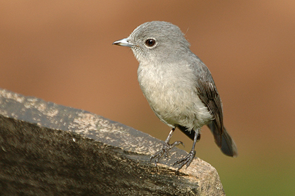 File:White-eyed slaty flycatcher.jpg