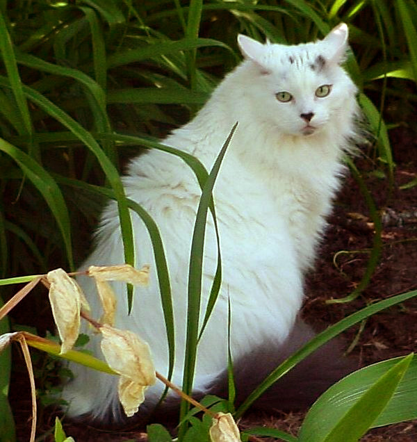 Maine Coon - Wikipedia, den frie encyklopædi