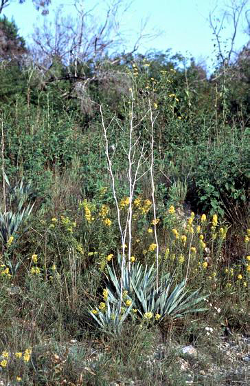 File:Yucca pallida fh 1178.17 TX B.jpg