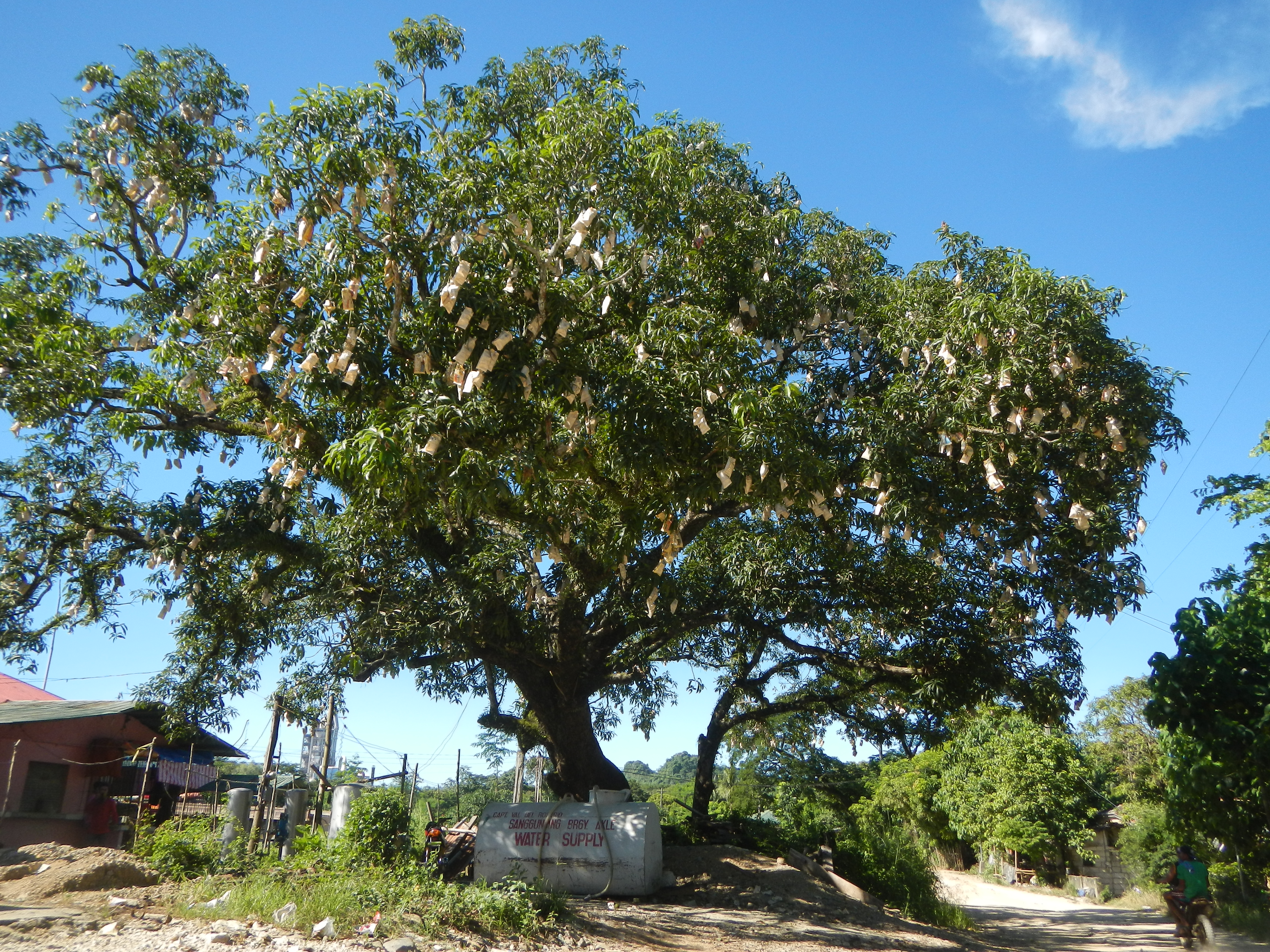 akle tree