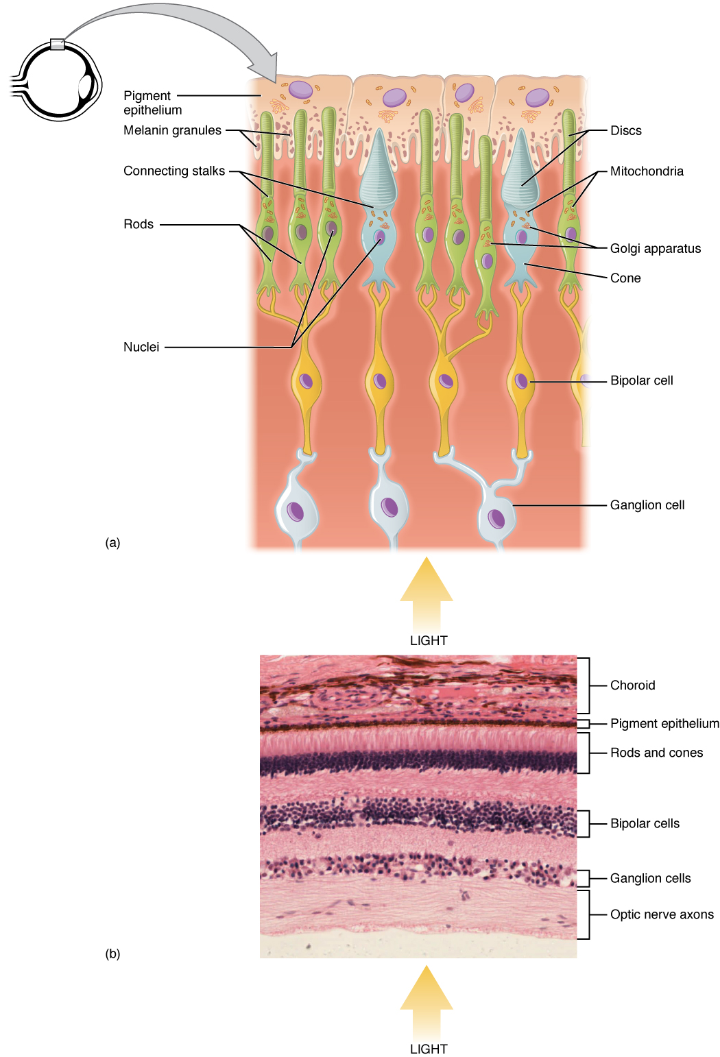 eye anatomy rods and cones