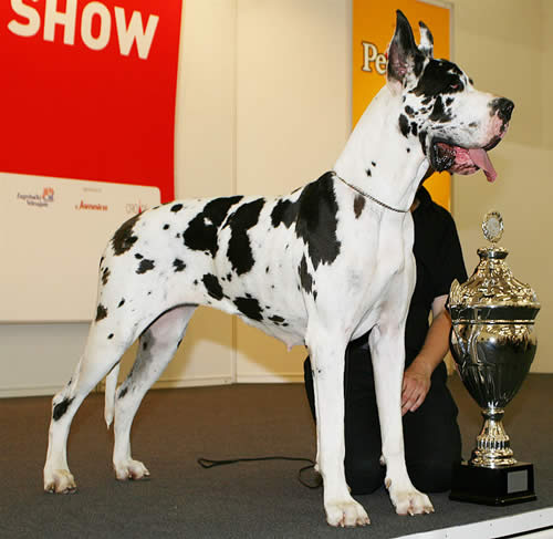 Great Dane - Wikimedia Commons