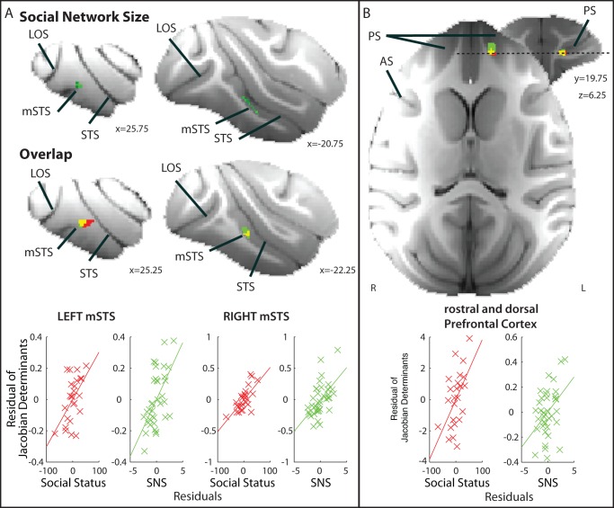 File:A-Neural-Circuit-Covarying-with-Social-Hierarchy-in-Macaques-pbio.1001940.g010.jpg