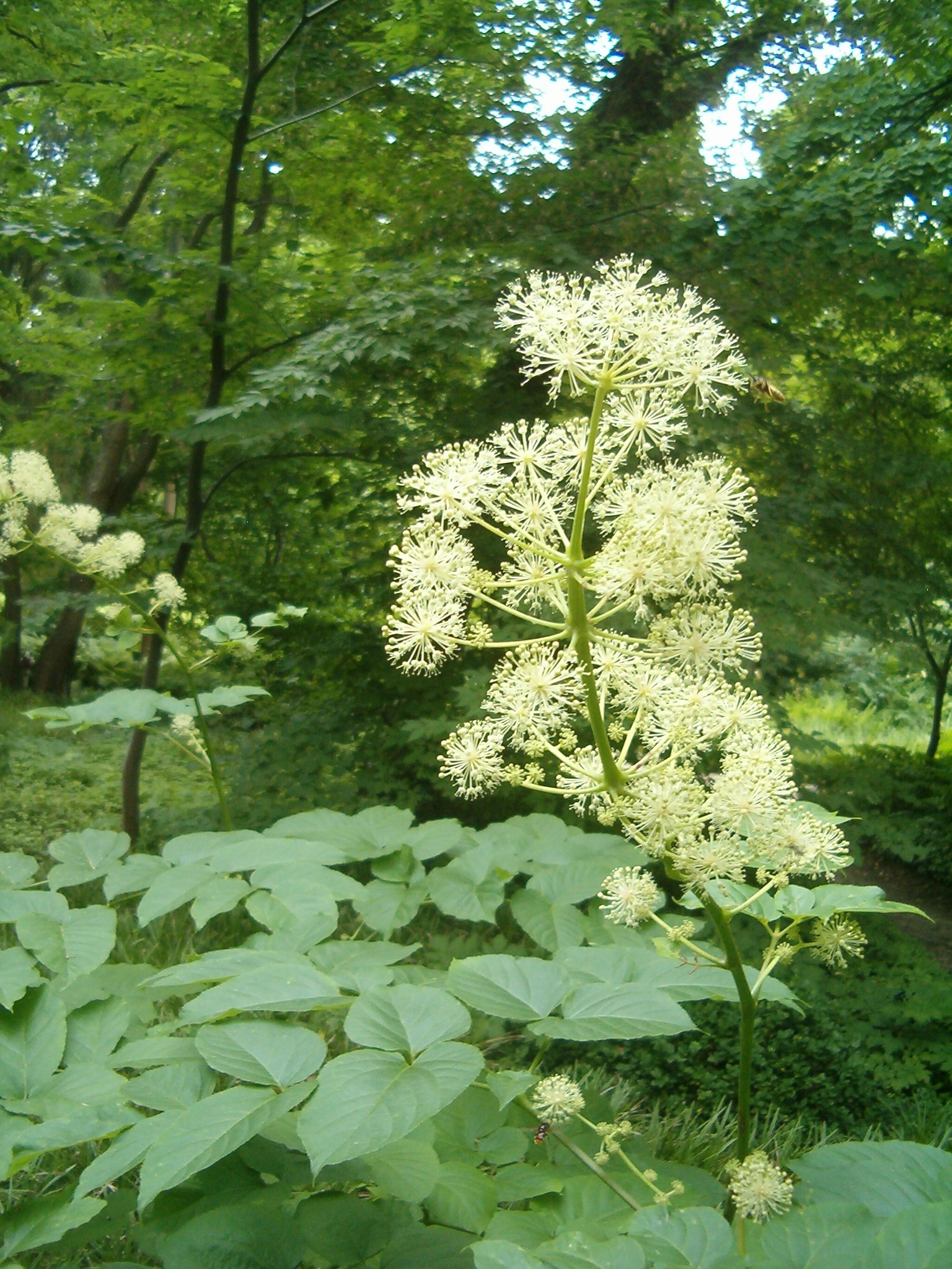 Аралия высокая. Аралия Сахалинская растение. Аралия маньчжурская (Aralia mandshurica). Аралия сердцевидная Aralia cordata. Аралия Чертово дерево.