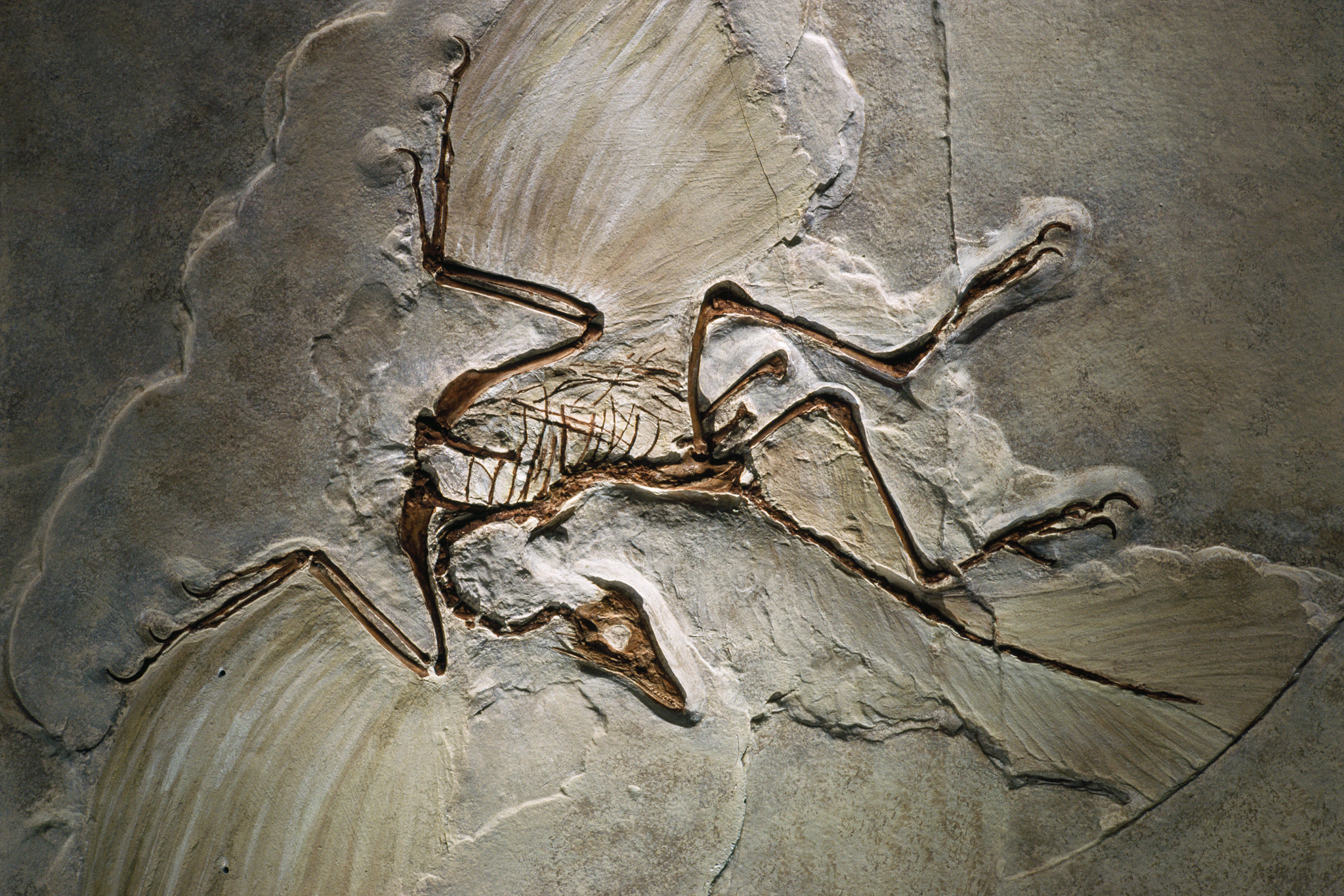 Ficheiro:Archaeopteryx fossil.jpg – Wikipédia, a enciclopédia livre