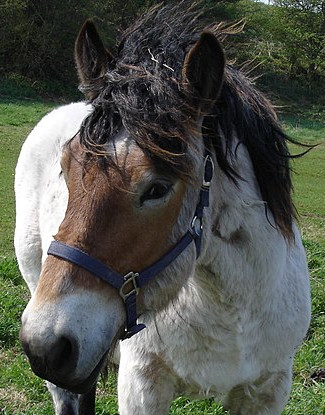 File:Bay roan Belgian draft horse head.jpg