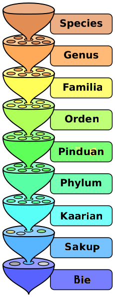 File:Biological classification L Pengo - pam.png