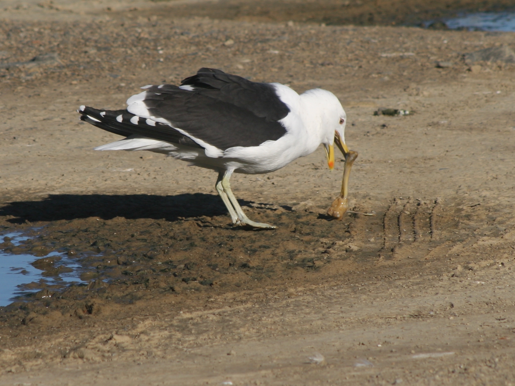 Black backed gull with drumstick 02.jpg