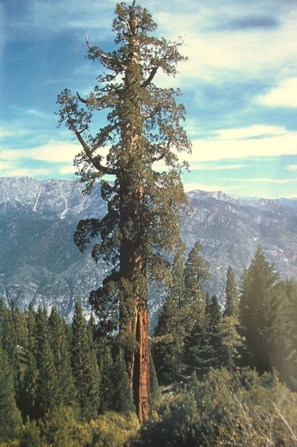 The Boole tree, sixth-largest tree in the world Boole Tree.JPG