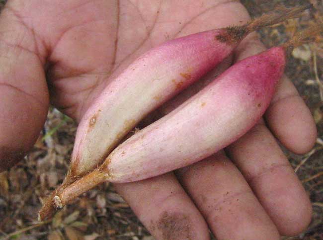 File:Bromelia karatas-fruit.jpg