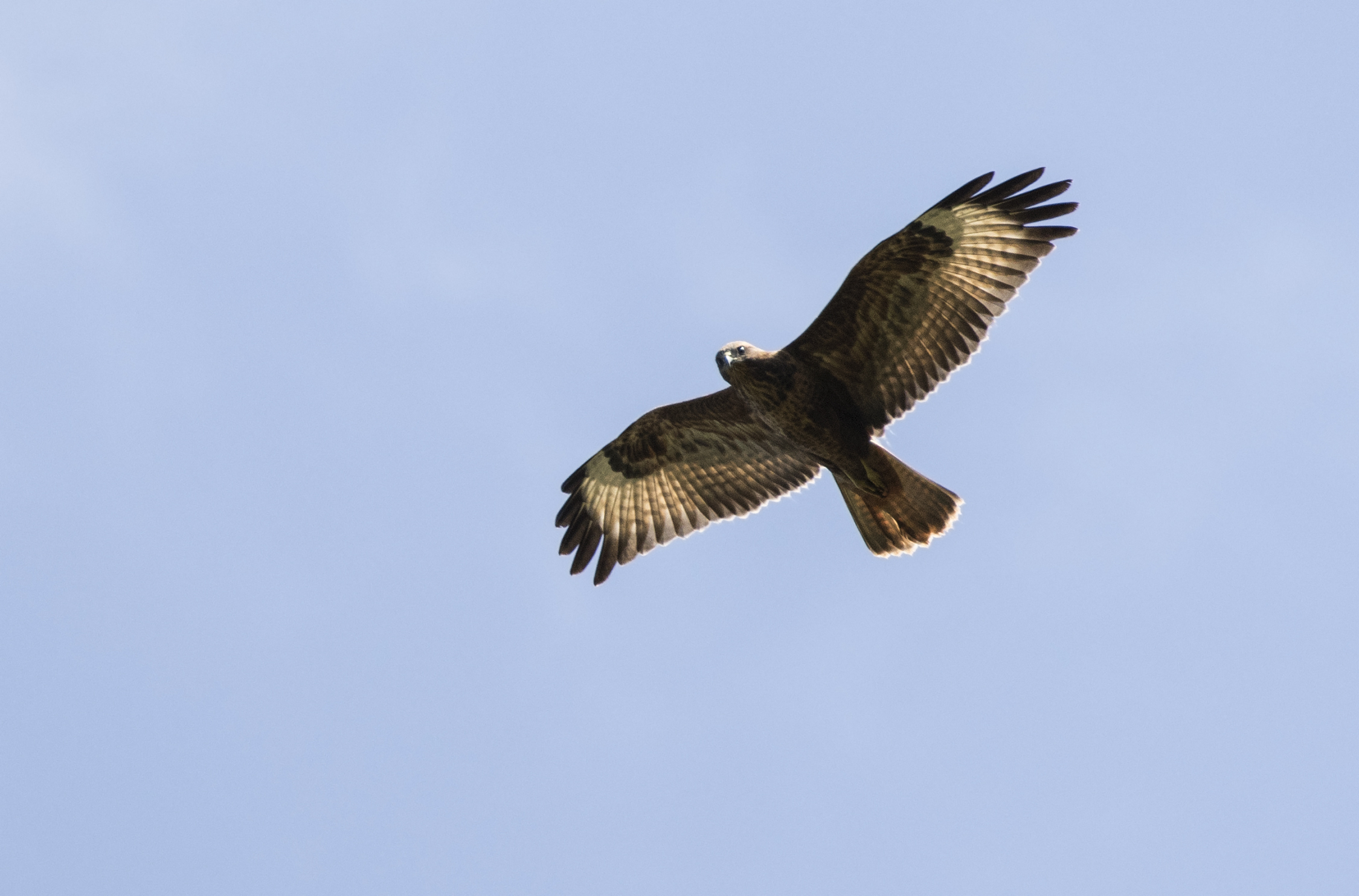 Common buzzard - Wikipedia