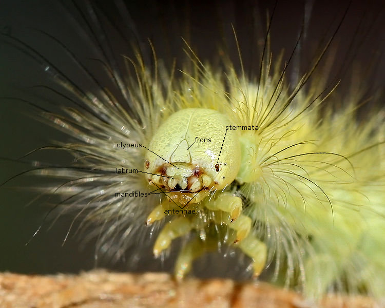 File:Caterpillar head morphology.PNG