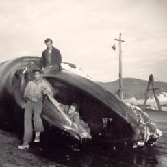 File:Cheynes whale cropped.jpg