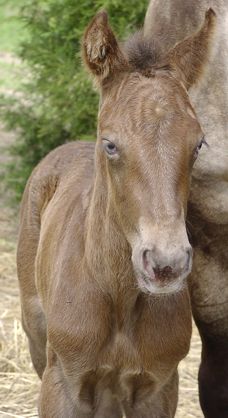 File:Classic Champange Colt.jpg