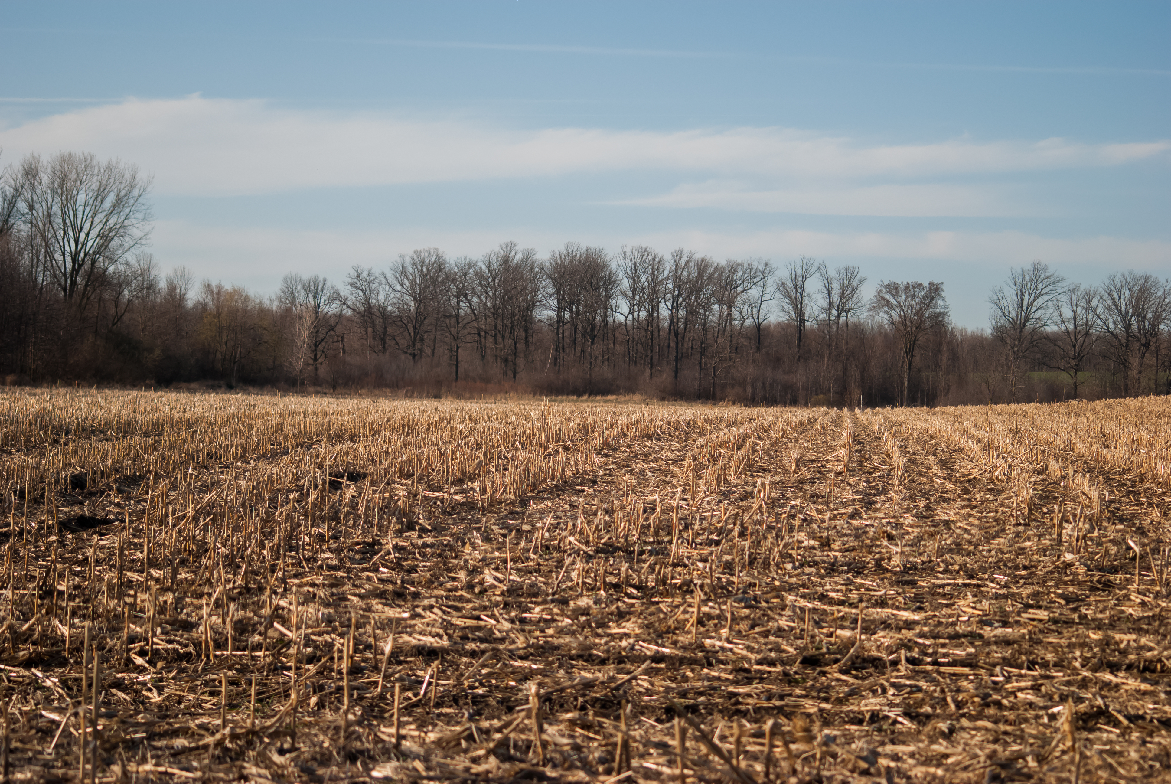 Cornfield piano