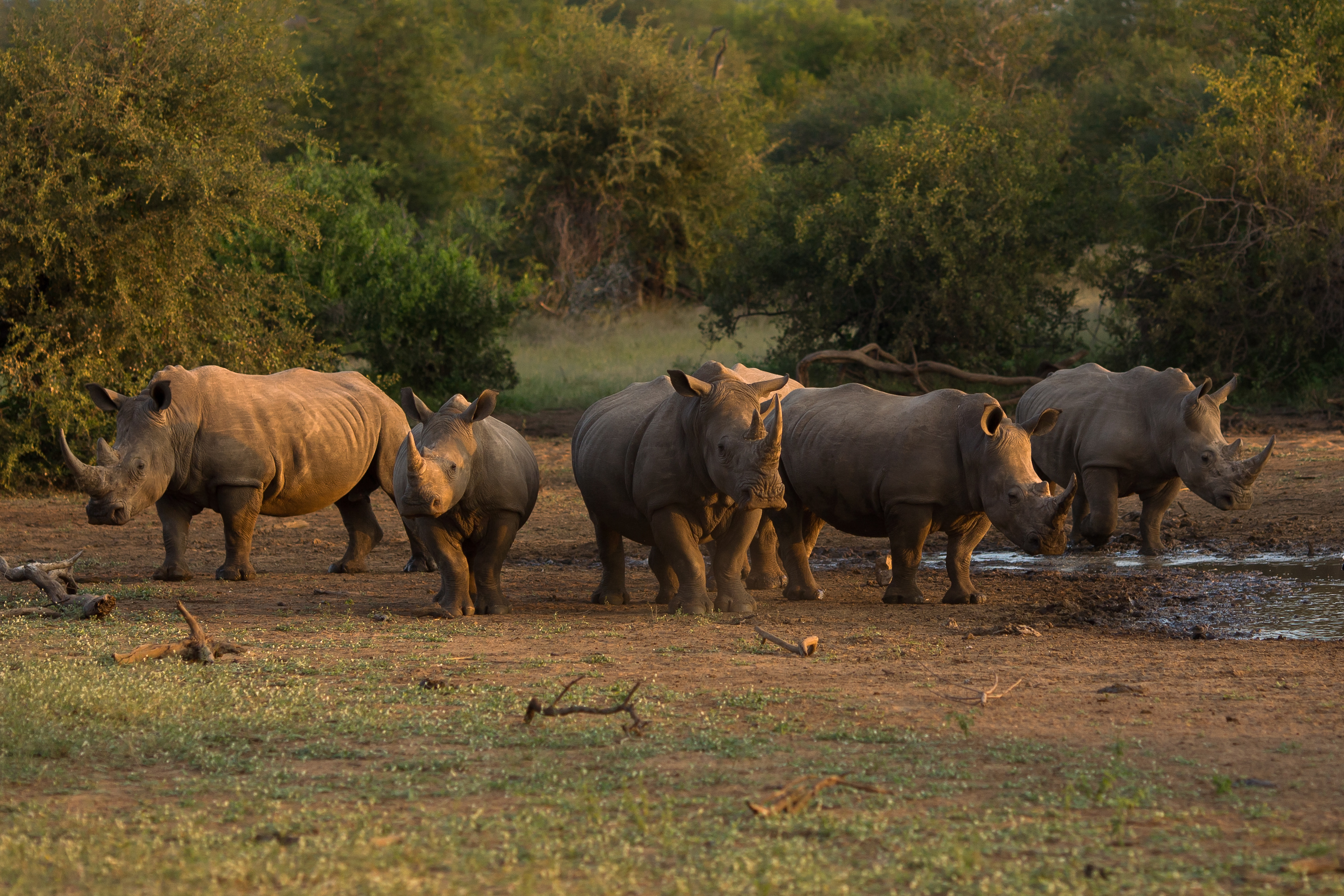 Страна носорогов. Крюгер парк ЮАР. Национальный парк Серенгети носороги. Национальный парк Крюгера Южная Африка. Парк Крюгера Носорогов.