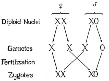 X0 Sex Determination System Wikipedia