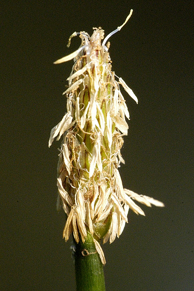 File:Eleocharis.palustris4.-.lindsey.jpg