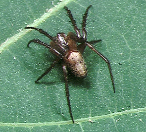 File:Eriophora.yanbaruensis.male.-.tanikawa.jpg