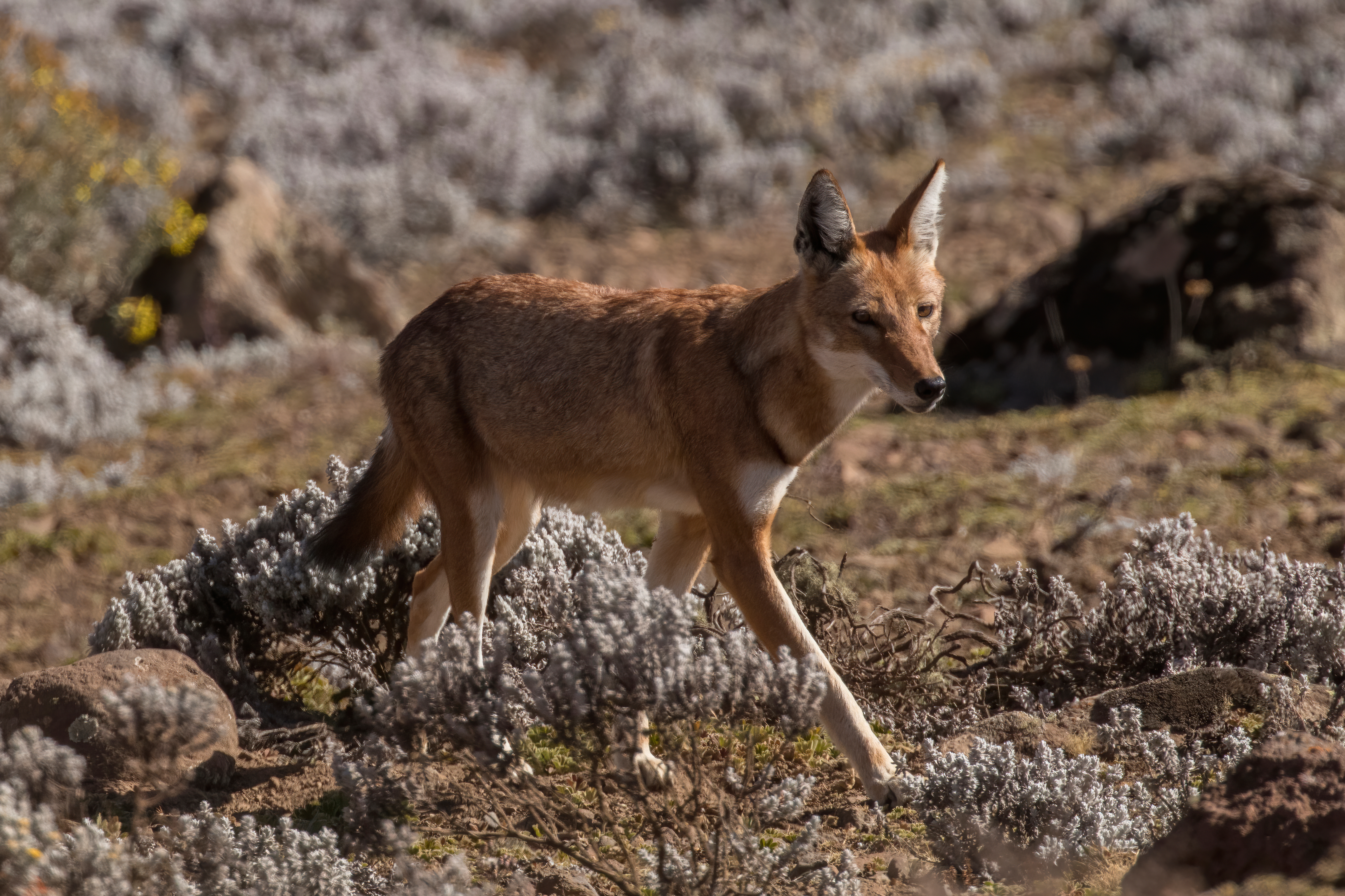 Ethiopian wolf - Wikipedia