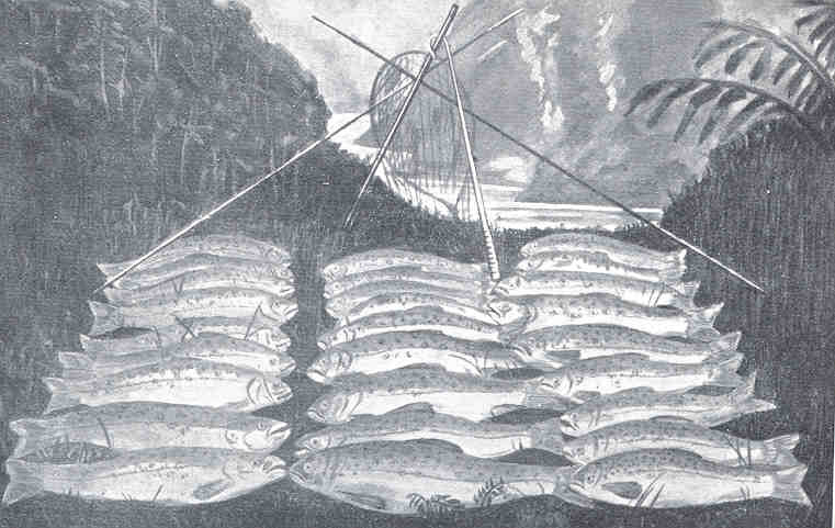 File:FMIB 34973 Catch of Trout, Auckland District.jpeg