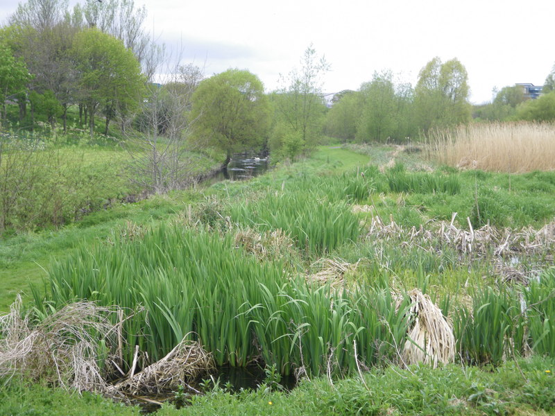 File:Finglaswood Stream comes to Tolka via wetland (geograph 3551943).jpg