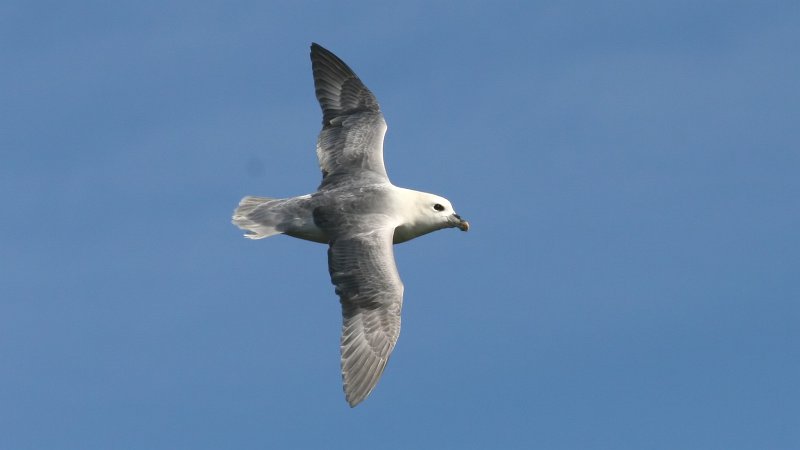 File:Fulmar (Fulmarus glacialis) (4).jpg