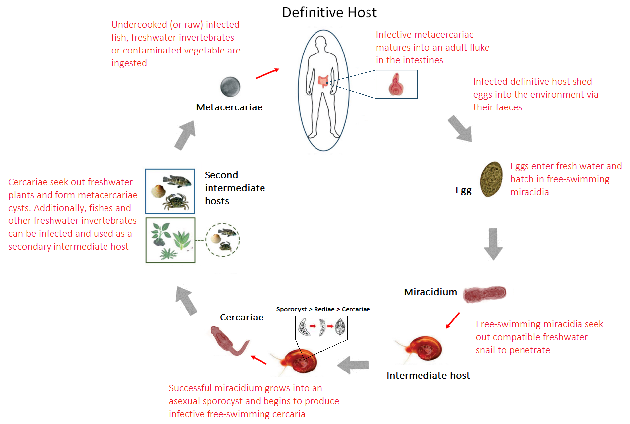 opisthorchis felineus life cycle