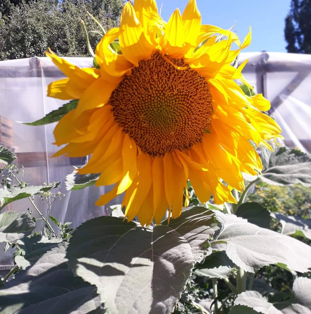 Archivo:Girasol Grande, cultivado en El Bolsón Provincia de Rio Negro.jpg -  Wikipedia, la enciclopedia libre