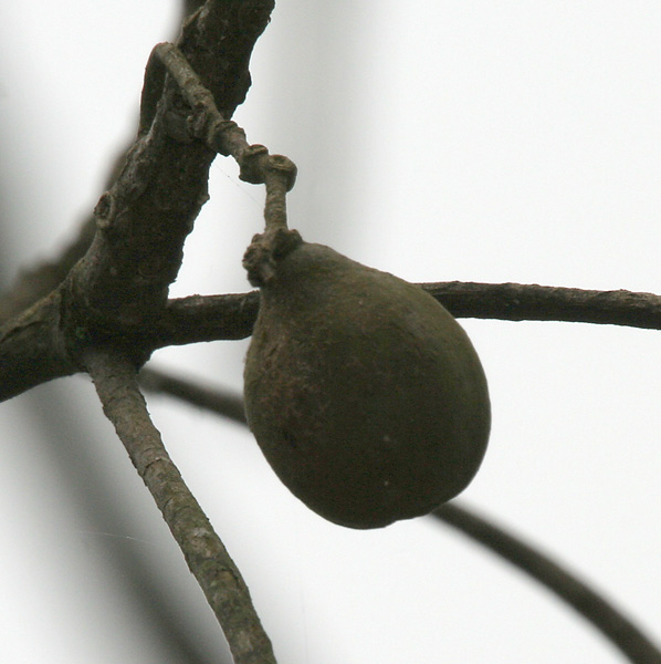 File:Harra (Terminalia chebula) hanging fruit at 23 Mile, Duars, WB W IMG 5902.jpg