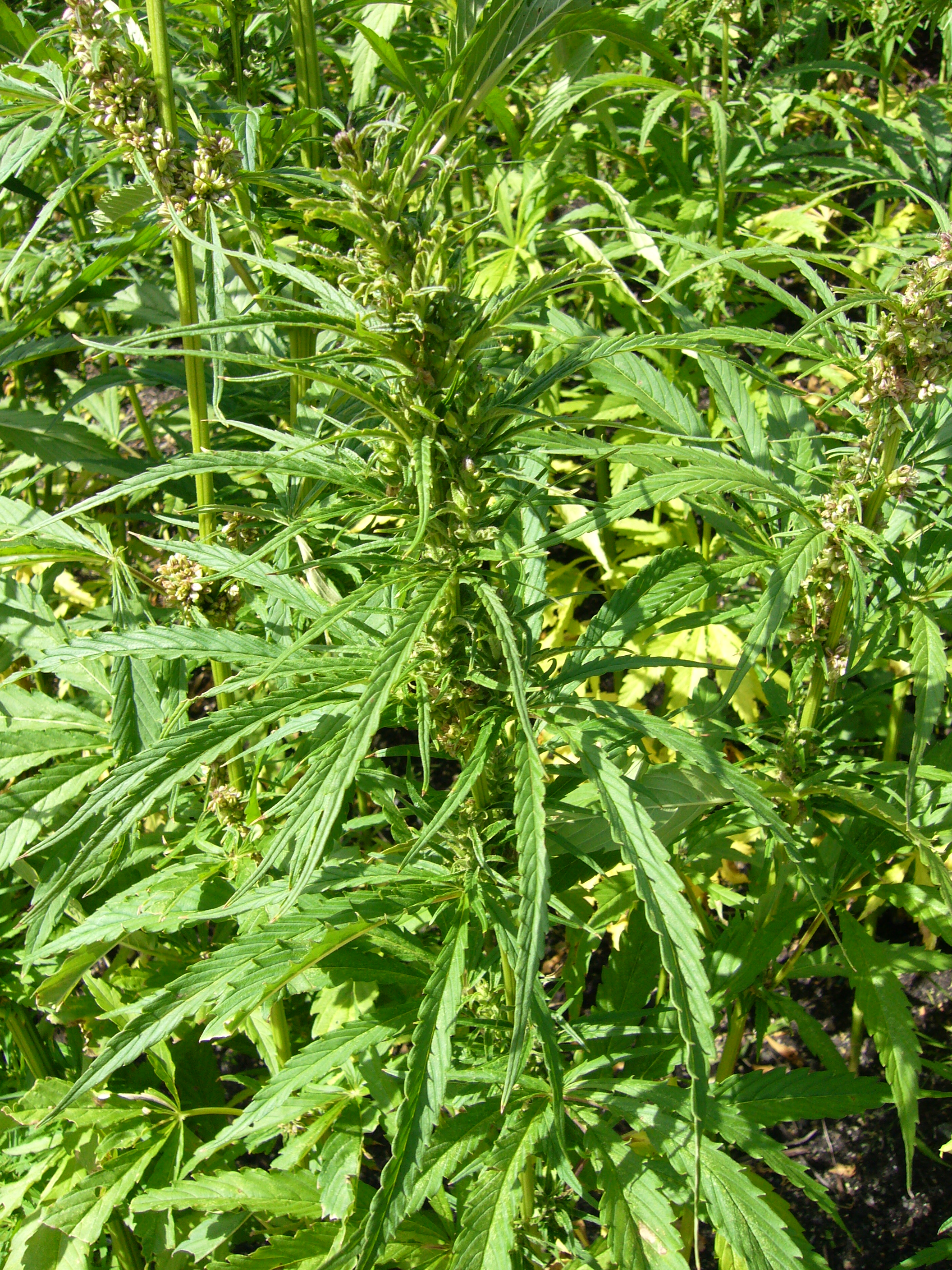 Hemp_plants-cannabis_sativa-single_2