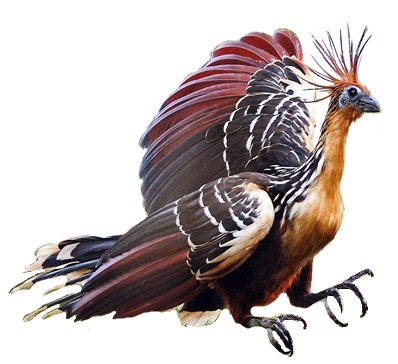 File:Hoatzin white background.jpg