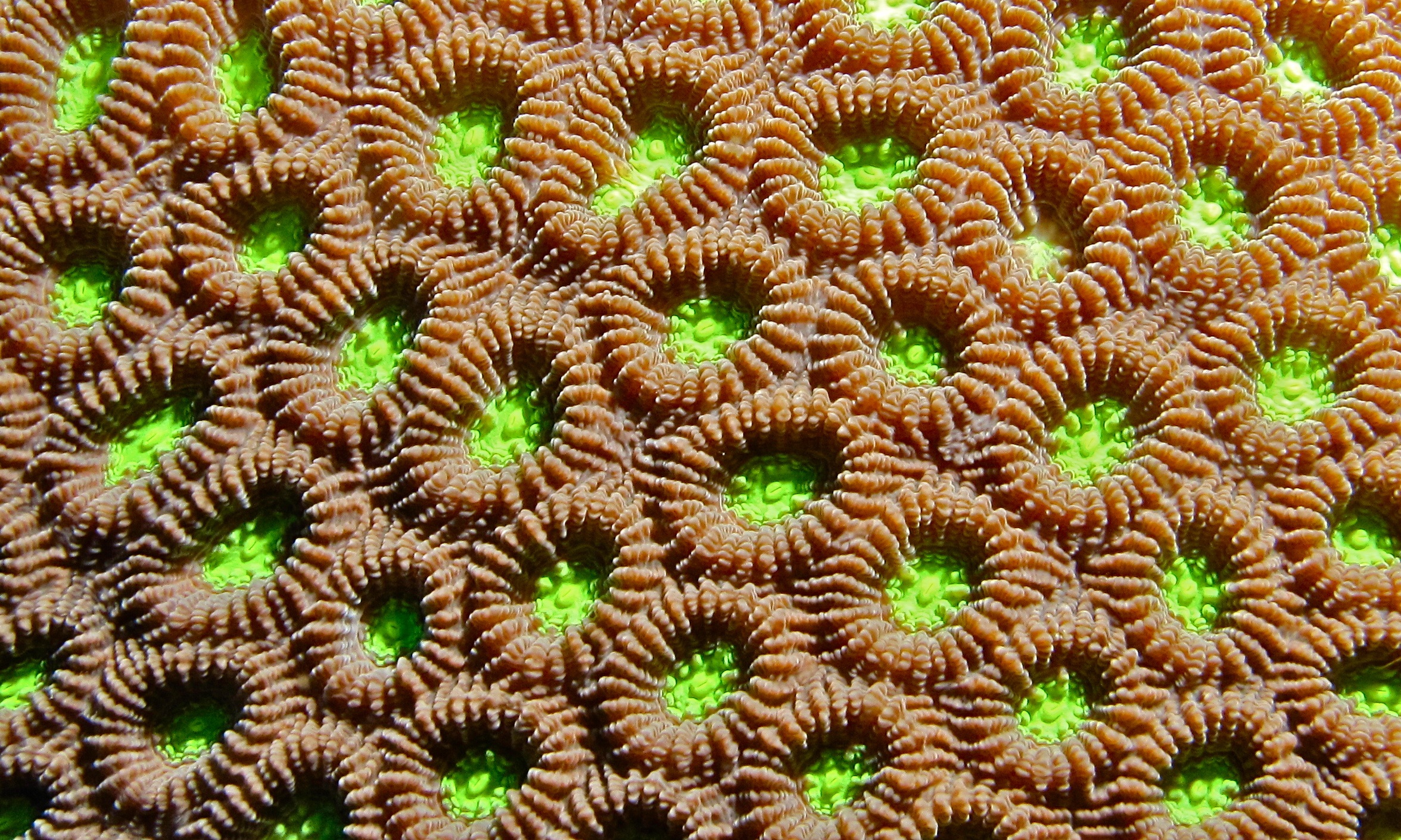 Honeycomb Coral (Favites abdita) (8478766938).jpg